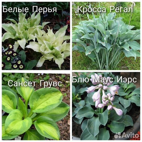 Хосты, гейхеры, папоротник,морозник,молочай