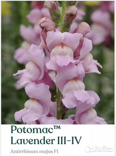 Рассада львиного зева Potomac