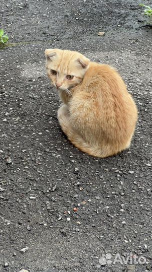 Рыжа кошечка 3,5 мес