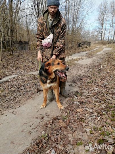 Добрый великан Бобося ищет дом в добрые руки
