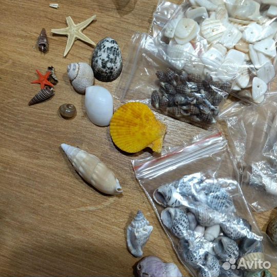 Набор разных ракушек