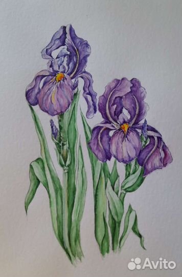 Ирисы, акварель