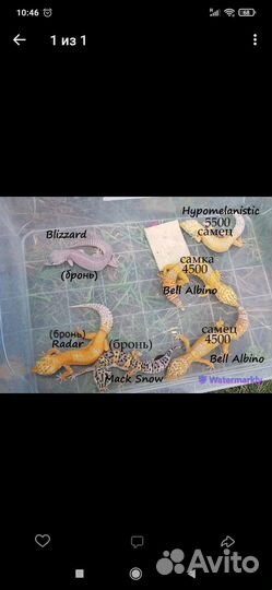 Геккон эублефар