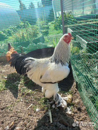 Петух брама