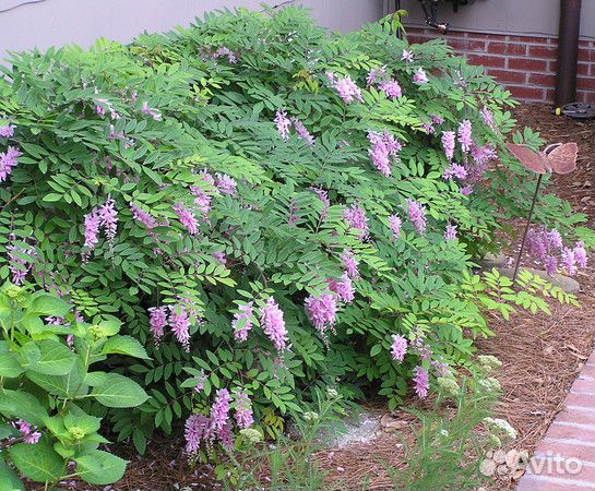 Индигофера Жерара саженцы для сада. Доставка