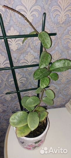 Хойи сортовые