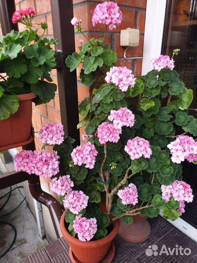 Пеларгония