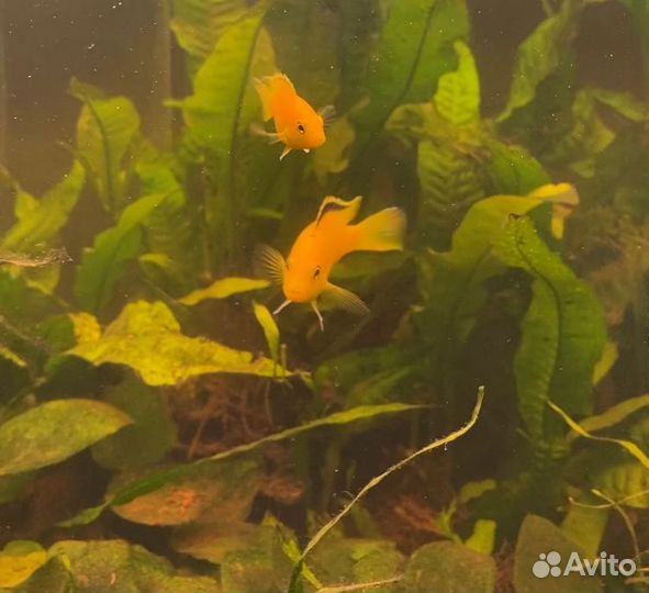 Еллоу аквариумные рыбки