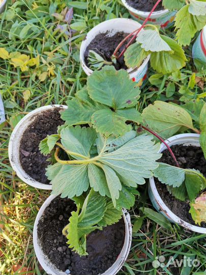 Саженцы виктории мурано