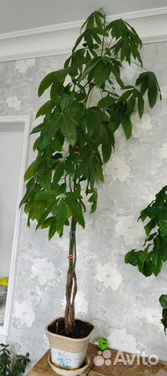 Комнатные цветы