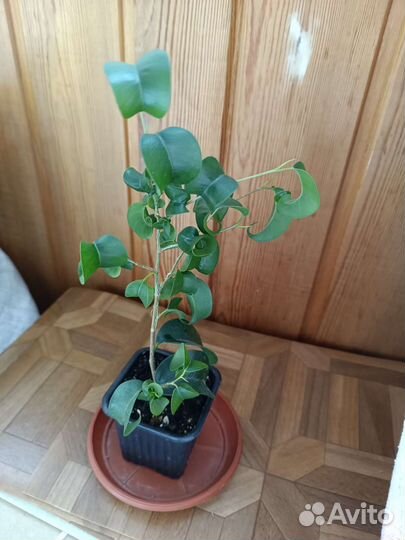 Фикус Букле