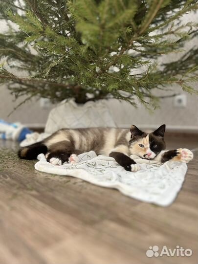 Вязка кошка