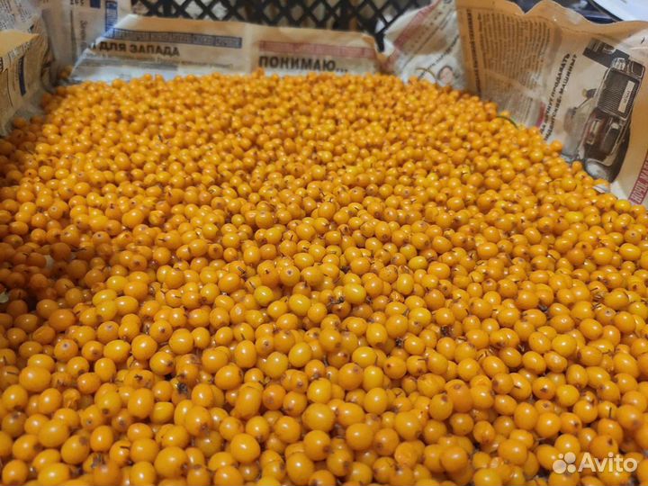 Облепиха ягоды