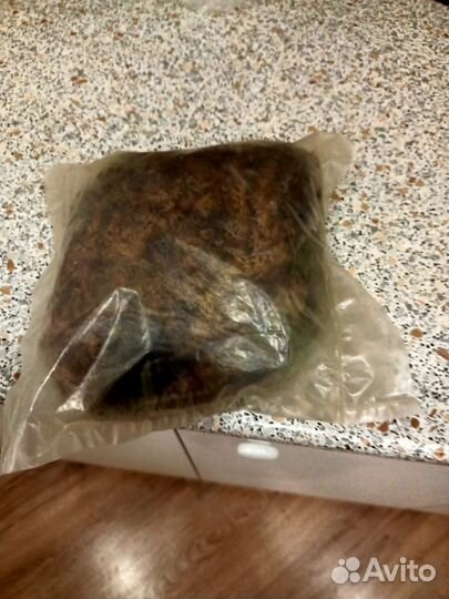 Мох сфагнум живой