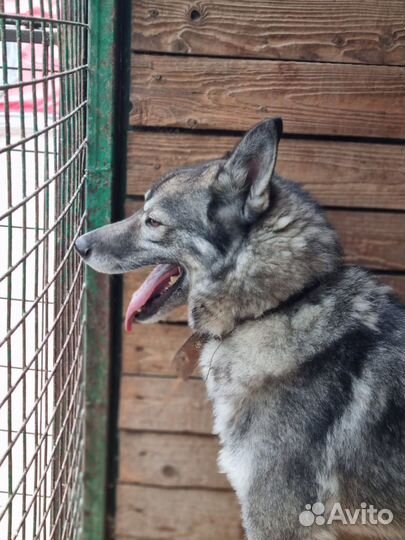 Молодой пес Гром ждет своих хозяев в приюте