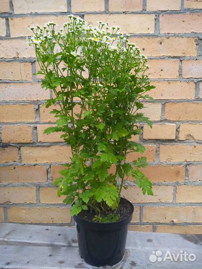 Махровая многолетняя ромашка, матрикария и желтая