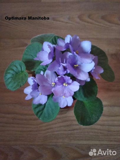 Сортовые фиалки