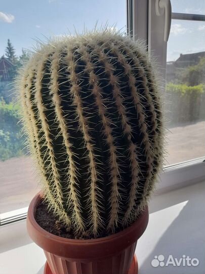 Эхинокактус грузони кактус Огромный D50 h39