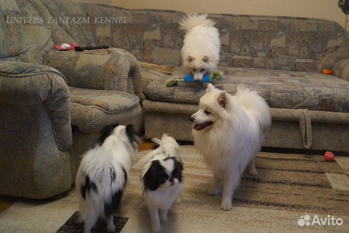 Белоснежный японский шпиц щенки