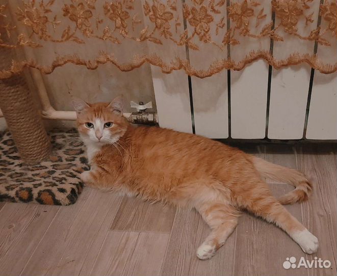 Кошечка Катя