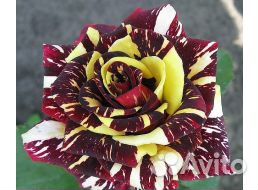 Розы и плодовые деревья, хвойники