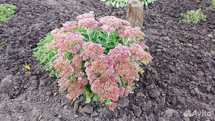 Вейгела, Очиток