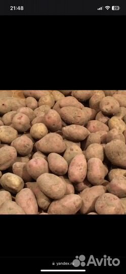 Семенной картофель