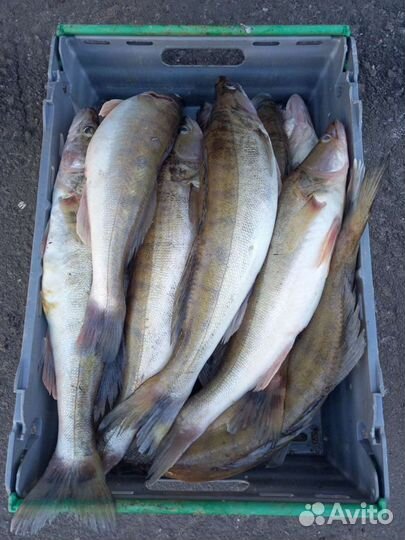 Свежий,охлажденный судак