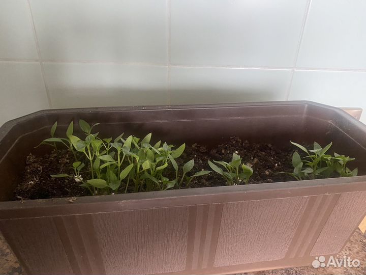 Рассада перца сладкого