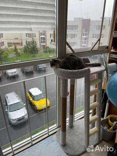 Когтеточка для кошек