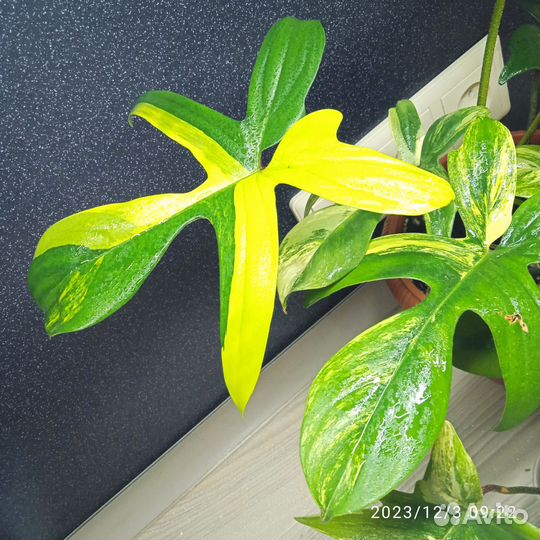 Филодендрон magic mask