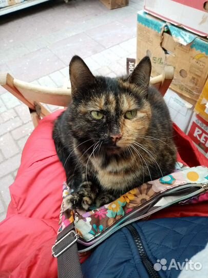 Кошка в дар бесплатно