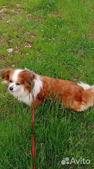 Бусинка, маленькая собачка для спокойных людей