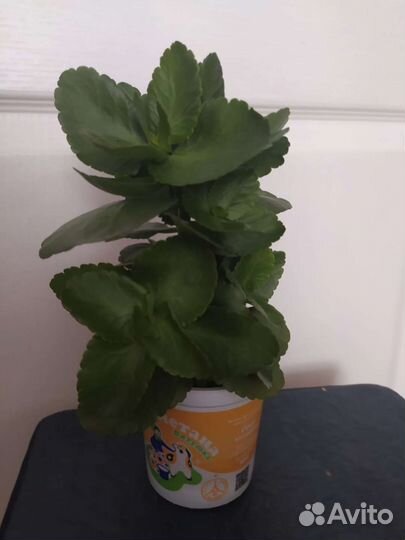 Каланхоэ цветущий красный