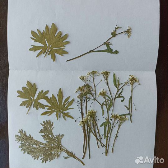 Засушенные цветы. Гербарий