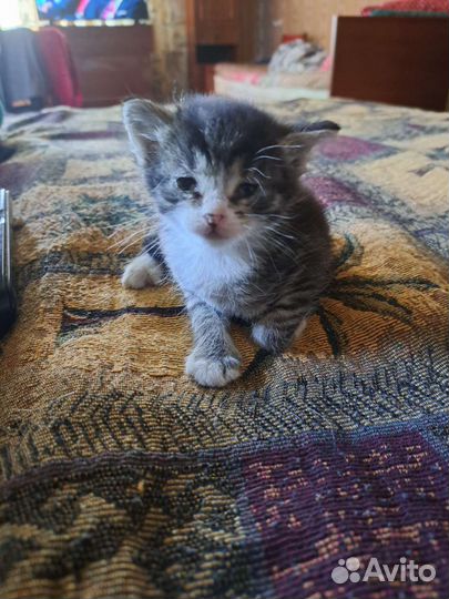 Котенок ищет дом или передержку