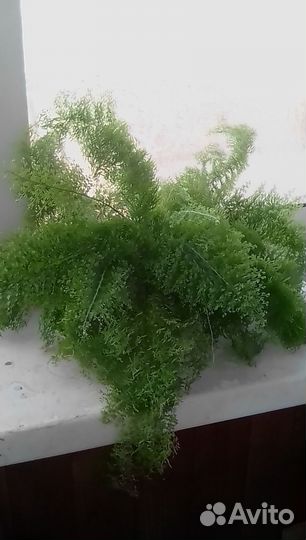 Папоротник кудрявый