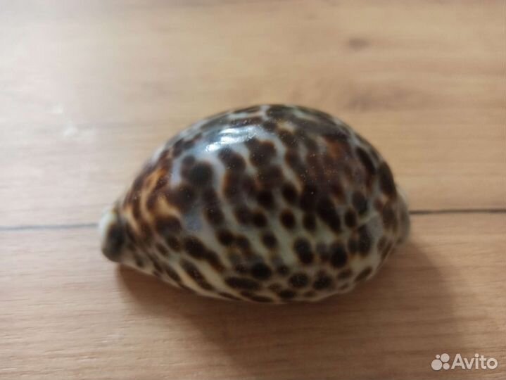 Морская раковина