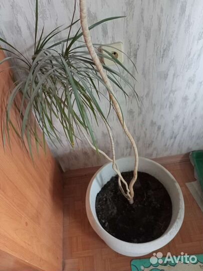 Драцена маргината пальма 2 м высотой