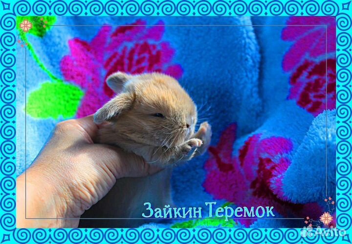 Мини кролик с доставкой по городам