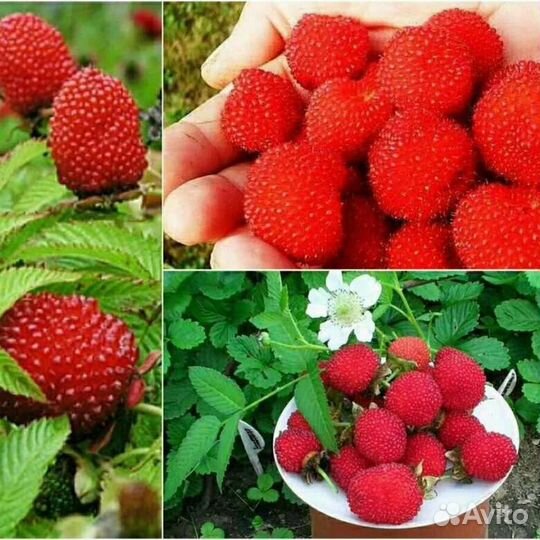 Тибетская малина