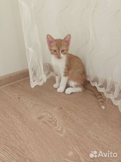 Котята в добрые руки бесплатно