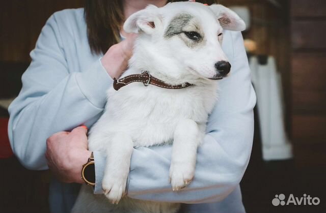 Собачка некрупная 45 см