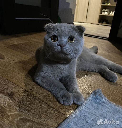 Британские котята