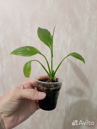 Набор цветов 1