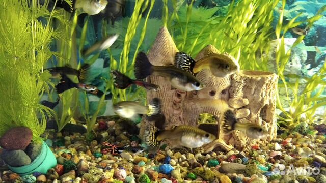 Мальки гуппи