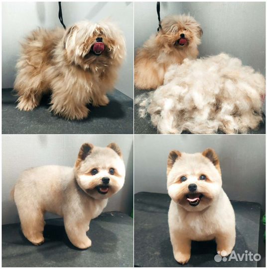 Стрижка/вычес кошек/собакЧистка зубов