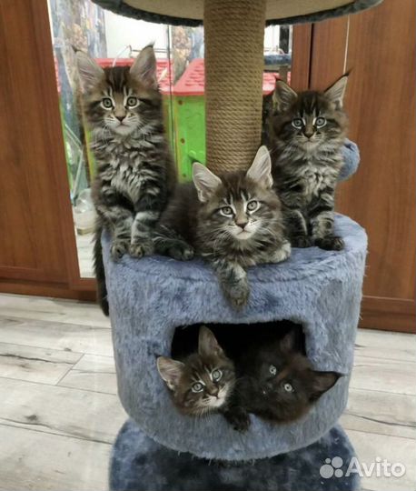 Кот мейн-кун вязка