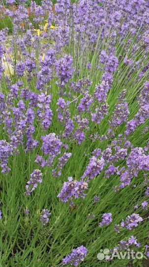 Рябинник, клематис, хосты, барвинок, лаванда