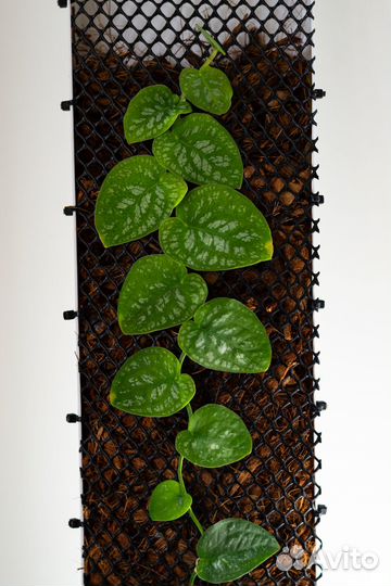 Опора для растений